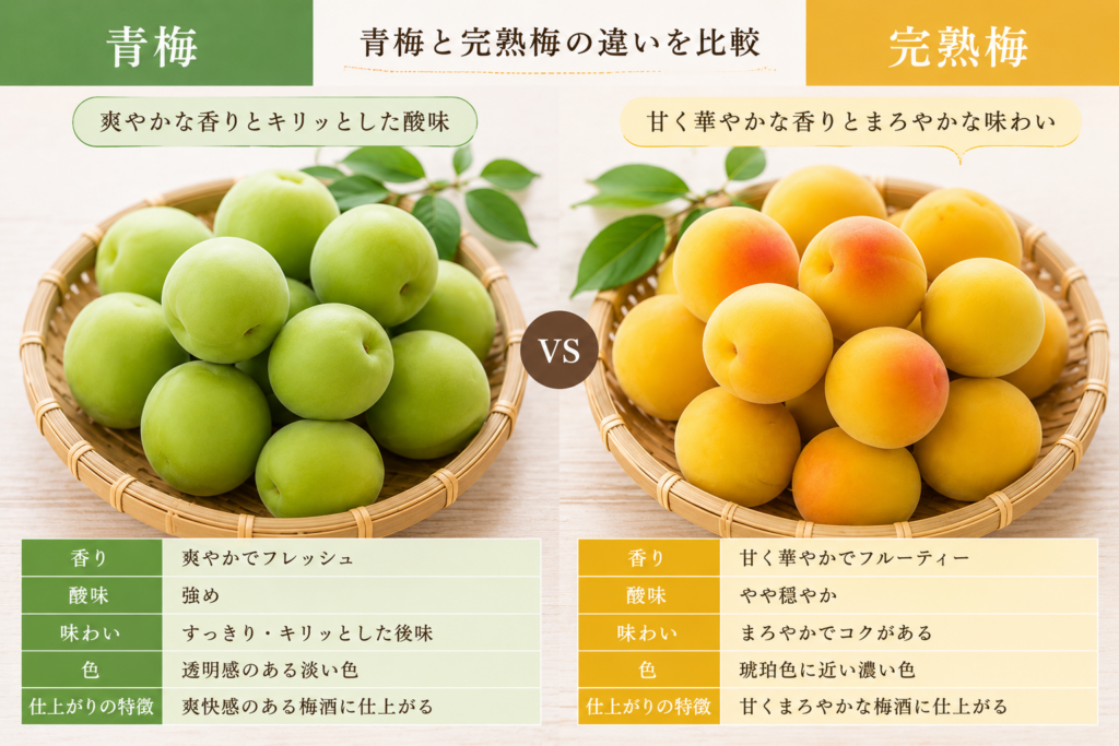 完熟梅と青梅の比較表