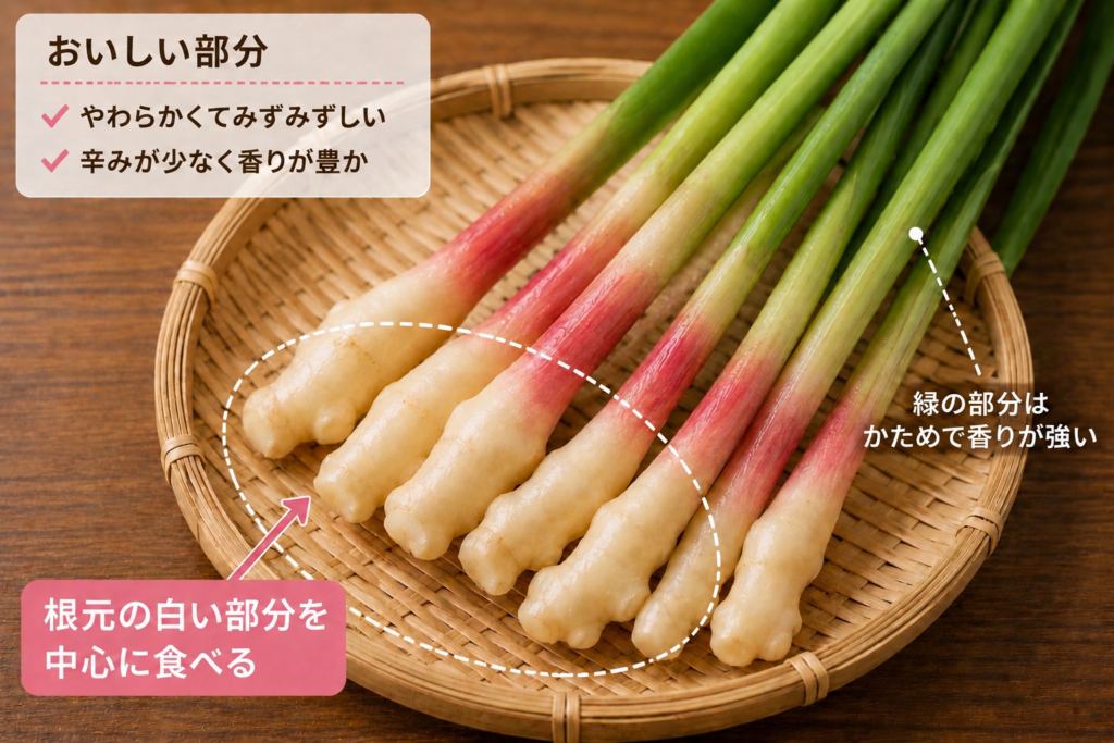葉しょうがで食べる部分